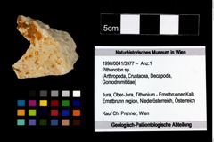 Foto (Objekt + Etikett) von Pithonoton sp.  (NHMW-GEO-1990-0041-3977)